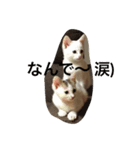 にゃん！（個別スタンプ：5）