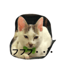 にゃん！（個別スタンプ：6）