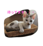 にゃん！（個別スタンプ：7）