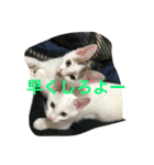 にゃん！（個別スタンプ：8）