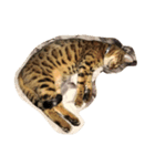 ティガにゃん（個別スタンプ：1）