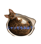 ティガにゃん（個別スタンプ：5）