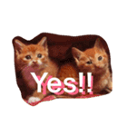 うちのねこず①（個別スタンプ：1）