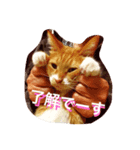 うちのねこず①（個別スタンプ：3）