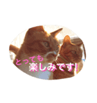 うちのねこず①（個別スタンプ：4）