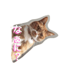 うちのねこず①（個別スタンプ：7）