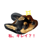 私ワンコ（個別スタンプ：1）