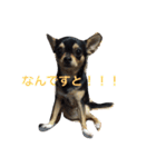 私ワンコ（個別スタンプ：3）