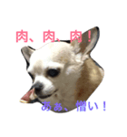 私ワンコ（個別スタンプ：8）