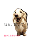 れんきちの日常生活（個別スタンプ：6）