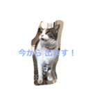 ブサカワ猫。あじ 日常編（個別スタンプ：1）