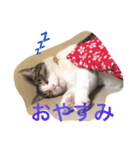 ブサカワ猫。あじ 日常編（個別スタンプ：3）