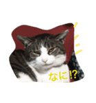 ブサカワ猫。あじ 日常編（個別スタンプ：5）