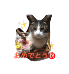 ブサカワ猫。あじ 日常編（個別スタンプ：6）