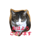 ブサカワ猫。あじ 日常編（個別スタンプ：7）