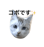 コボ（個別スタンプ：1）