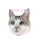 コボ（個別スタンプ：2）
