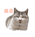 コボ（個別スタンプ：5）