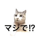 コボ（個別スタンプ：7）