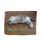 コボ（個別スタンプ：8）