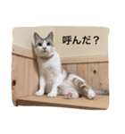 コボ（個別スタンプ：9）