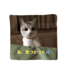 コボ（個別スタンプ：10）