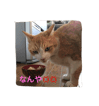 コボ（個別スタンプ：12）