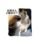 コボ（個別スタンプ：13）