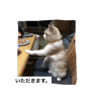 コボ（個別スタンプ：14）