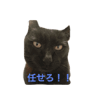 コボ（個別スタンプ：15）