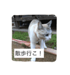 コボ（個別スタンプ：16）