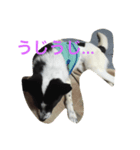 おっちょこちょいのサク（個別スタンプ：8）