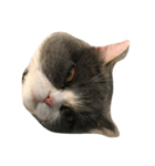 ねこの表情だよ（個別スタンプ：2）