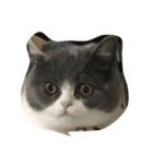 ねこの表情だよ（個別スタンプ：3）