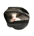 ねこの表情だよ（個別スタンプ：4）