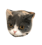 ねこの表情だよ（個別スタンプ：6）