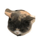 ねこの表情だよ（個別スタンプ：7）