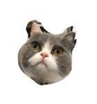 ねこの表情だよ（個別スタンプ：8）