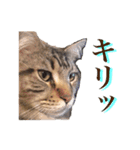 愛猫ライト2（個別スタンプ：1）