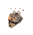 愛猫ライト2（個別スタンプ：2）