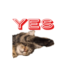 愛猫ライト2（個別スタンプ：3）