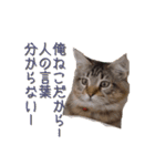 愛猫ライト2（個別スタンプ：5）