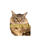 愛猫ライト2（個別スタンプ：7）