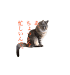 愛猫ライト2（個別スタンプ：8）