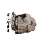 愛猫ライト2（個別スタンプ：9）