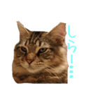 愛猫ライト2（個別スタンプ：11）