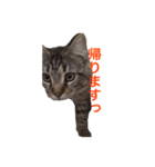愛猫ライト2（個別スタンプ：12）