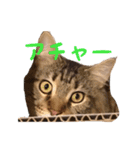 愛猫ライト2（個別スタンプ：14）