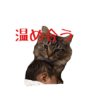 愛猫ライト2（個別スタンプ：15）