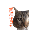 愛猫ライト2（個別スタンプ：16）